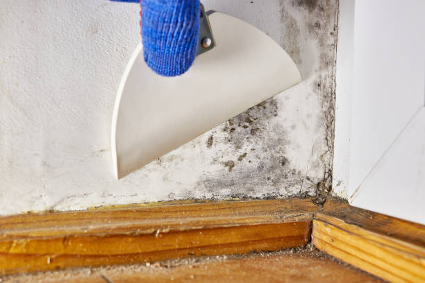 Best Commercial Mold Inspection  in Fort Thomas, KY